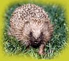 A.  Hedgehog