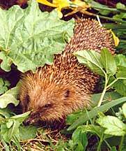 this funny little hedgehog......